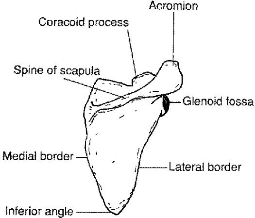 acromion of scapula
